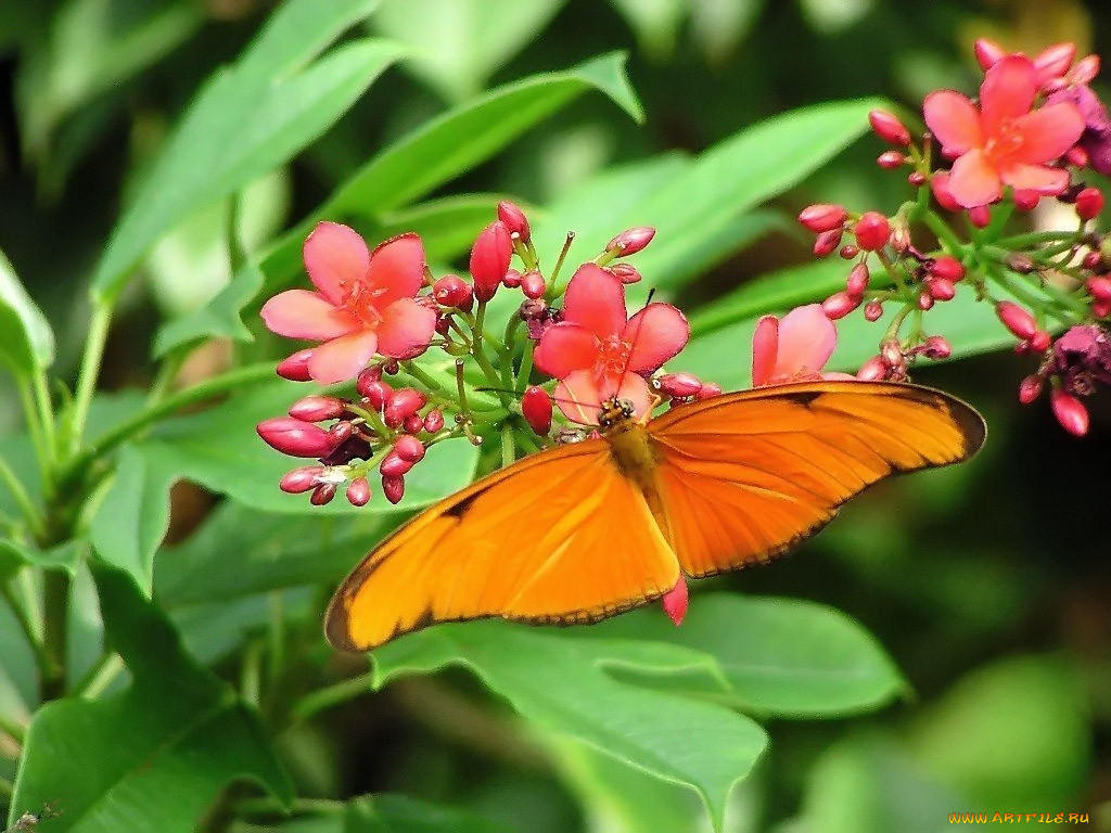 orange, julia, butterfly, dryas, , 